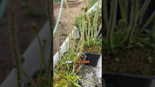 Drosera Filiformis Tracyi plantacarnivora flores plantas [upl. by Crisey462]