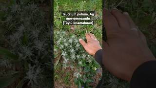 Teucrium polium Ağ məryəmnoxudu bitkisi qısa məlumatlandırma Tüylü kısamahmut herbal flowers [upl. by Janna]