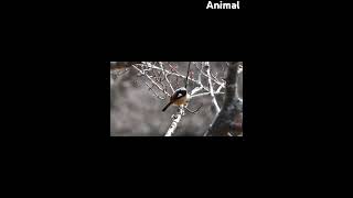 bird daurian redstart in forest winter session from temperate Asia adventures animal nuture [upl. by Durward]