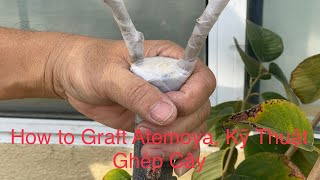 How to Graft Atemoya Kỹ Thuật Ghép Cây Mãng Cầu 2012021 [upl. by Reed]