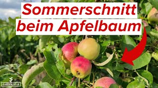 So schneidest du deinen Apfelbaum im Sommer Schritt für Schritt erklärt [upl. by Jahdai]