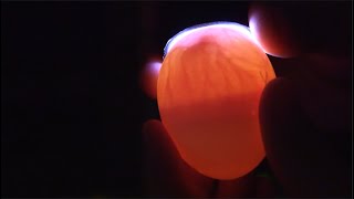 Candling Chick Eggs at Day 7 [upl. by Alburg591]