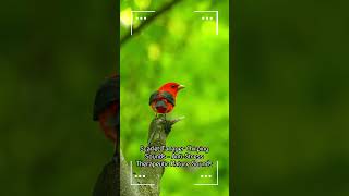 Scarlet Tanager Sound wildlife naturelovers [upl. by Eiggep63]