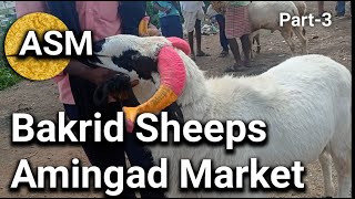 Episode 92 Bakrid Special Sheep Market  Amingad Market Bagal kot district Karnataka India [upl. by Ubana926]