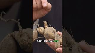 How to Plant Dahlia Tubers 🌺 [upl. by Arezzini849]