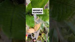 Supermercado Atacadista Max plantas aglaonema shortsvideo plantasnalaje [upl. by Anes176]