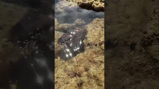 Aldinga Reef Cuttlefish [upl. by Pulsifer]