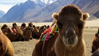 Riding Bactrian Camels Across The Worlds Highest Desert Nubra Valley India [upl. by Wilone]