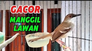 Ciblek Gacor ngebren manggil lawan [upl. by Anotyad]