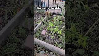 Raised bed update gardening garden homesteadgarden homesteading [upl. by Breech]