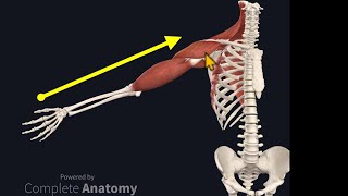 Osteopathy Treatment Techniques Treating the Shoulder [upl. by Rech]