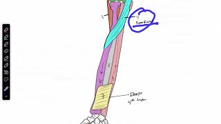 Forearm Flexors Textbook [upl. by Ruffo]