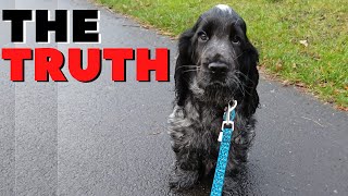 The TRUTH About Living With A COCKER SPANIEL [upl. by Itsur]