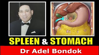 Spleen and Stomach Dr Adel Bondok Anatomy Channel [upl. by Lonna157]