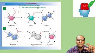 Mutation PartIV Spontaneous Mutation Depurination amp Deamination [upl. by Salkcin]