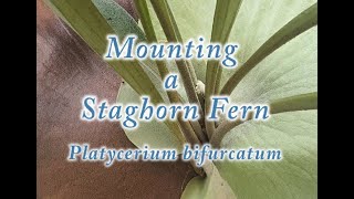 Mounting a Young Staghorn Fern to a Living Tree [upl. by Maryn]