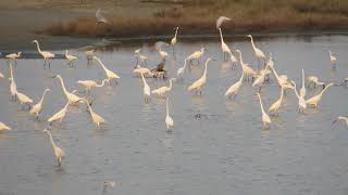 Water Birds at Budai Salt Pans Taiwan [upl. by Eniaj]