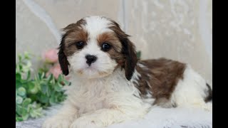 CavaTzu Puppies for Sale [upl. by Madelyn742]