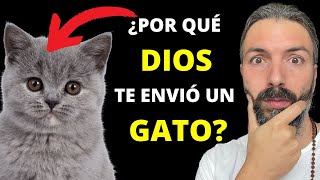 Descubre la ESPIRITUALIDAD de los Gatos ¿Por qué los gatos llegan a tu vida La misión de un gato [upl. by Elpmid59]