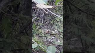 evening sighting quotlepord At Tipeshwar wildlife sanctuary 🐾 viralshort viralvideo [upl. by Leugimesoj]