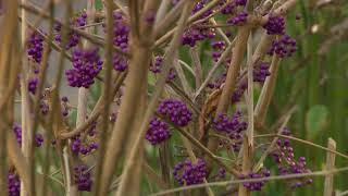 Kínai lilabogyó Callicarpa bodinieri nevelése és gondozása  Kertbarátok  Kertészeti TV  műsor [upl. by Matilda293]