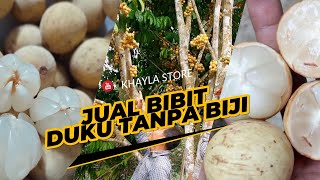 JUAL BIBIT DUKU TANPA BIJI SUPER [upl. by Egide]