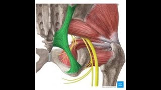 iliofemoral ligament [upl. by Pace]