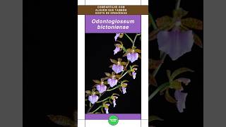 Odontoglossum orquideas orchid shorts [upl. by Oinotnaocram635]