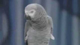 Einstein an amazing talking grey parrot in Star Pet show [upl. by Nylacaj]