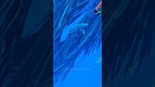 Tripletail fish fishing nightdive fish barracuda fishspecies nightdiving [upl. by Oinesra]