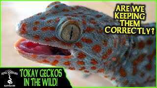 TOKAY GECKOS IN THE WILD are we keeping them correctly  Adventures in THAILAND 2020 [upl. by Yrreg749]