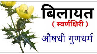 स्वर्णक्षीरी  बिलायत के औषधी गुणधर्मMexican prickly poppy Medicine Use Argemone Mexicana [upl. by Norvell]