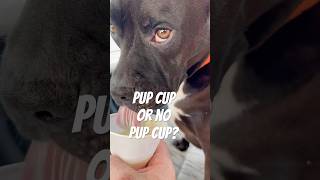 Pup cup culture with Rory funnydogs funny doglover staffy realanimalrescue cute dogsworld [upl. by Meill]