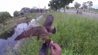 Hunting With Male Sparrowhawk [upl. by Bardo972]