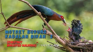 BIRDING BURUNG KADALAN BIRAH  ChesnutBreasted Malkoha  photography birdphotography wildbirds [upl. by Millman]