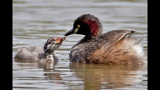 Birds of the Inland wetlands [upl. by Morlee]