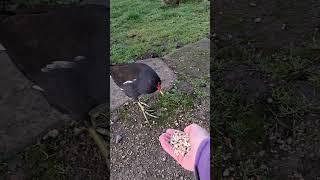 Friendly moorhen gets a second feed [upl. by Sebastien]