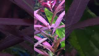 Hygrophila polysperma turning red loving it [upl. by Nyleuqcaj]