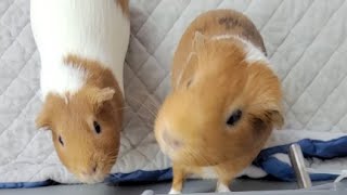 Guinea Pig Workout Day [upl. by Anilok]