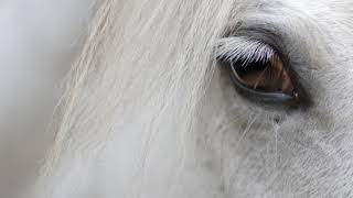 Bare Back Challenge in Dubai at Nafar Stables2011  تحدي لركوب الخيل بدون سرج في اسطبلات نفر [upl. by Koralle]