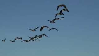 Geese With Flying Sounds [upl. by Jansson]