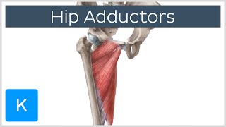 Anatomy of the Hip Adductor Muscles  Human Anatomy  Kenhub [upl. by Warrin]