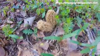 Les dernières morilles coniques et début des morilles communes [upl. by Giah]