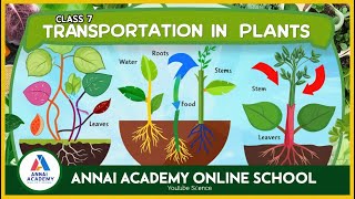 Unlocking the Secrets of Plant Transportation Class 7 Science Fun with ANNAI ACADEMY ONLINE SCHOOL [upl. by Letnahc]