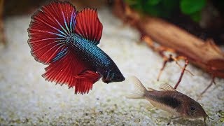 Top 5 Freshwater Aquarium Fish Foods My Favorites [upl. by Aciria]