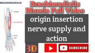 Brachioradialis Muscle Full Video Origin Insertion Nerve Supply And Action [upl. by Maddock]