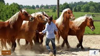 Guillaume Mauvais  Dresseur de chevaux de spectacle à Maiche dans le Doubs [upl. by Rialcnis]