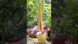 amorphophallus titanum [upl. by Yssep500]