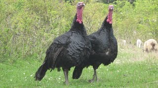 Black Spanish Turkey  Attractive Heritage Birds [upl. by Ayahc821]