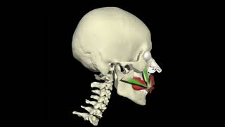 Biomecânica Músculos da Face 4 1 [upl. by Nylsej]